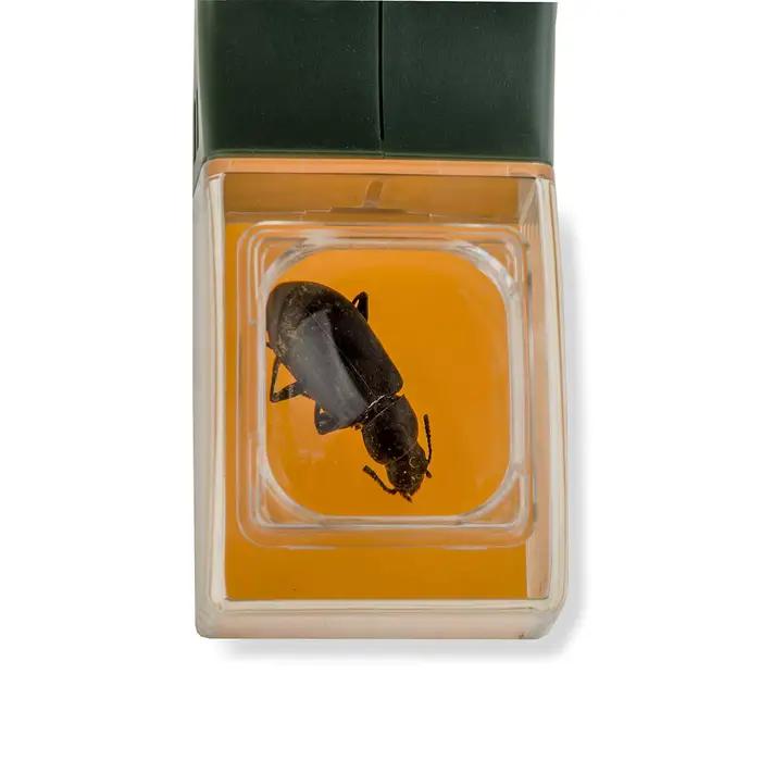 Attrape-insectes avec loupe, attrape-mouche, attrape-araignée, outil de capture d'insectes, pince d'abeille, piège à insectes