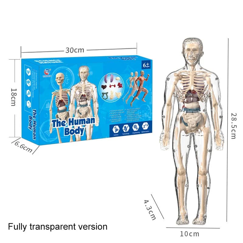 Modèle de torse de corps humain 3D pour enfant, anatomie, squelette, amovible, simulation, orgue et 