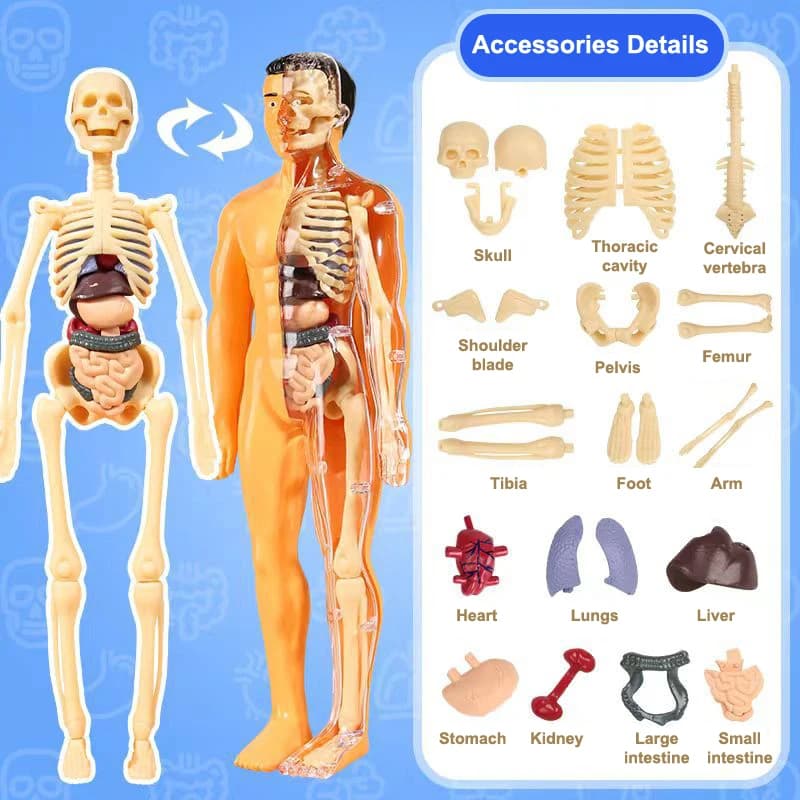 Modèle de torse du corps humain 3D pour enfant, squelette d'anatomie, organe de Simulation amovible 