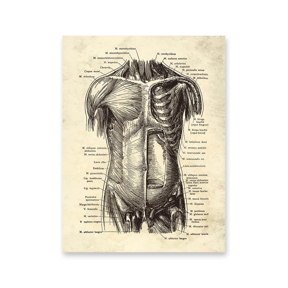 Affiches murales d'anatomie du corps humain, Vintage, tableau médical, squelette, orgue, Muscle, pei