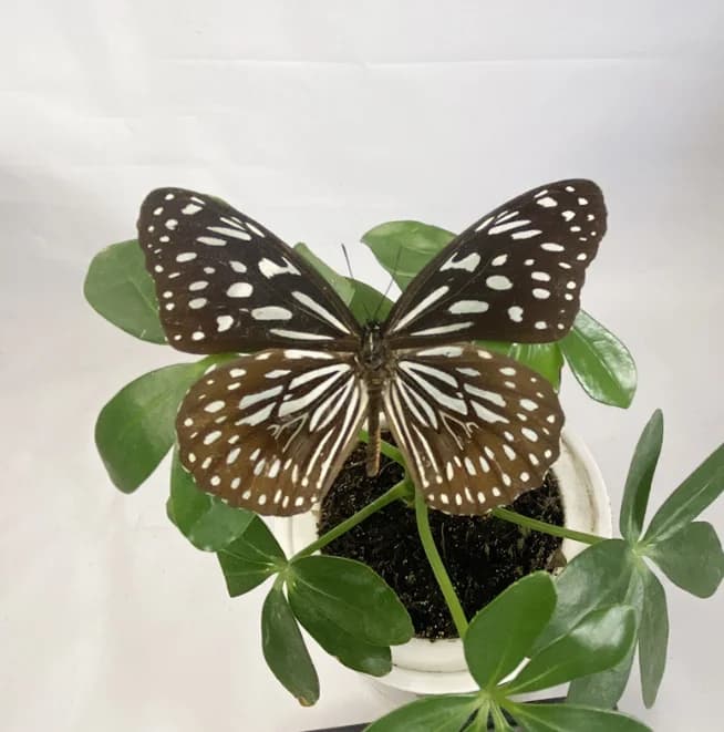 Véritables spécimens de papillon pour la décoration de la maison, figurine d'insecte Auckland, produ