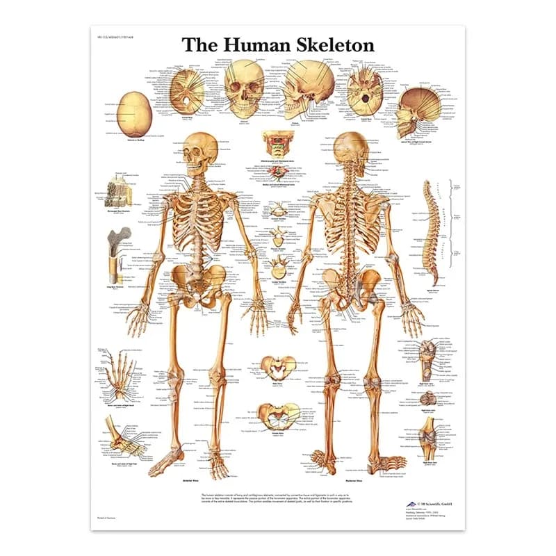 Tableau sur toile de l'anatomie du système nerveux, affiche éducative, décoration médicale, impressi