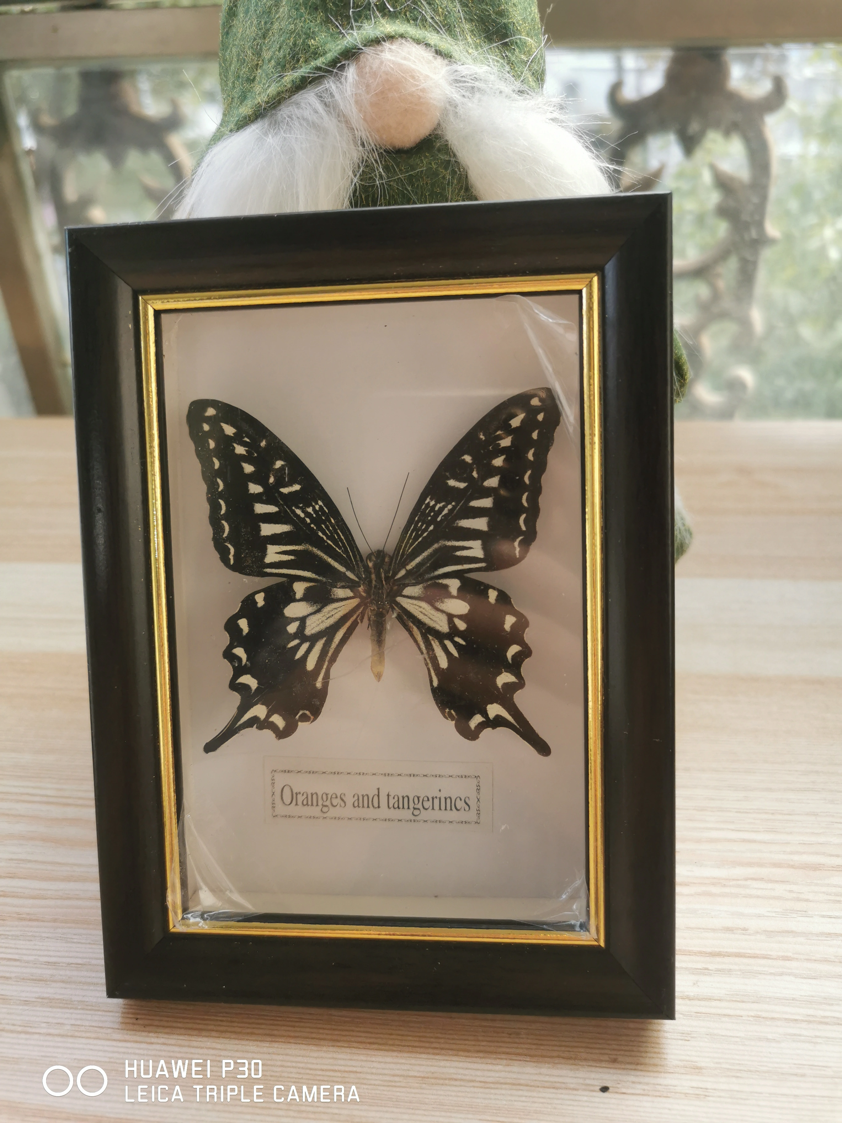 Spécimen réel de papillon, cadre photo artisanal/échantillon de papillon, matériel d'art, décor